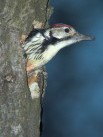 Flora i fauna Beskidu Niskiego - Zdjęcie nr 4