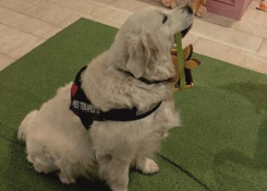 Zdrowo, radośnie i… z merdającym ogonem! Wyjątkowe urodziny Alty w bibliotece